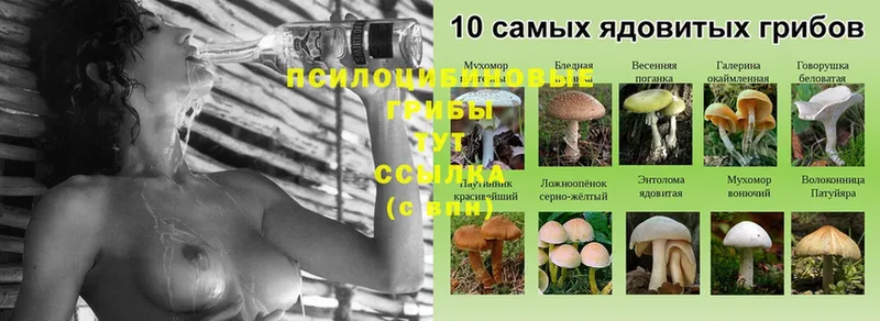 mega ссылка  Лесозаводск  Галлюциногенные грибы MAGIC MUSHROOMS  цена  